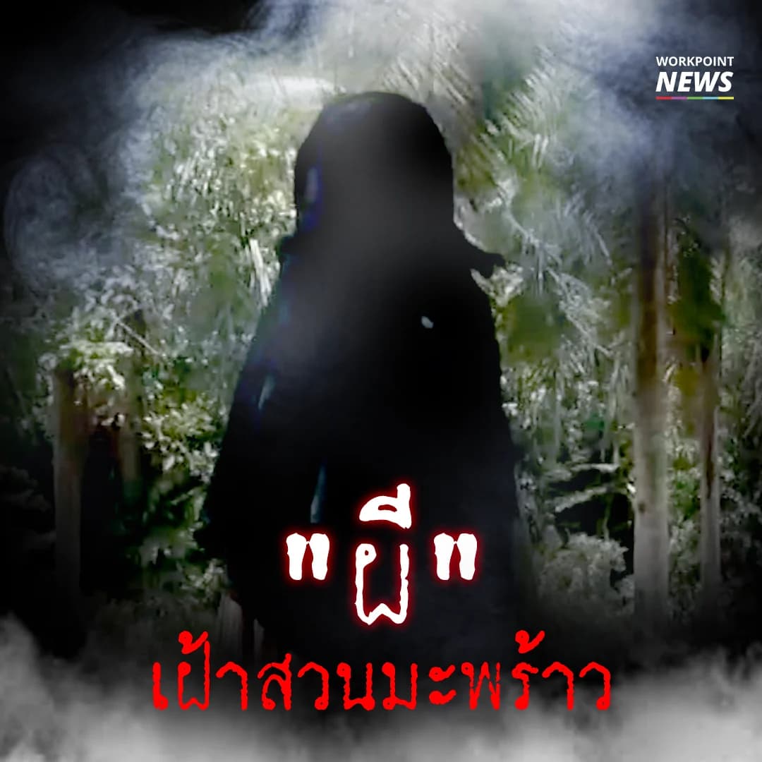 ใช้ “ผี” เฝ้าสวนมะพร้าว