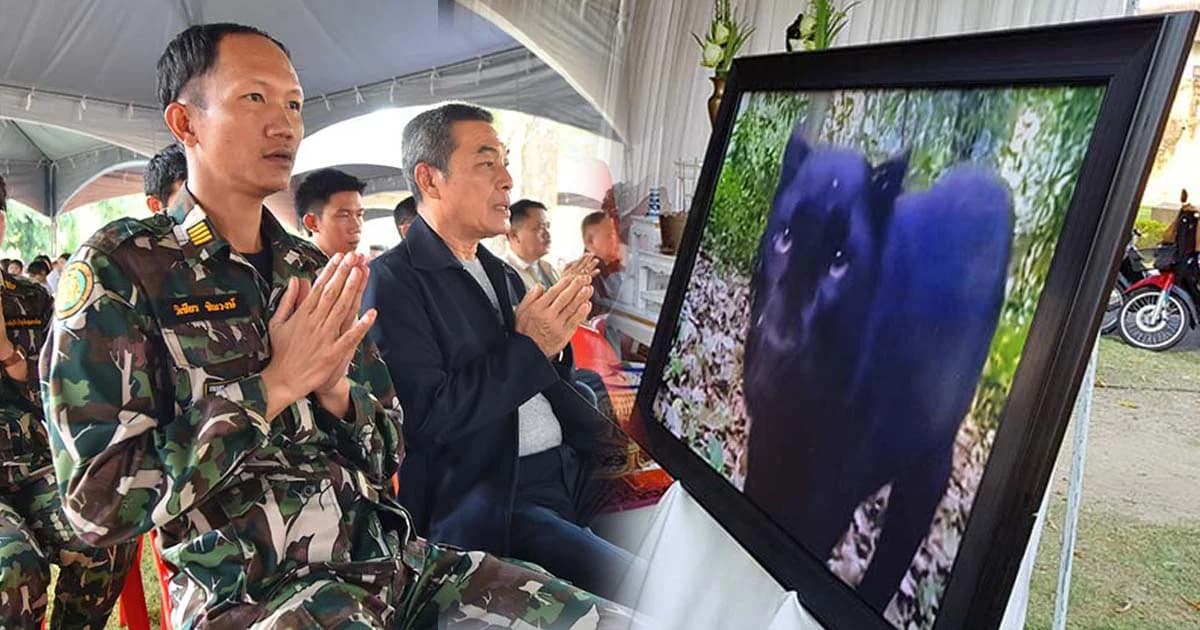 คนกาญจน์แห่ทำบุญให้ “เสือดำทุ่งใหญ่” ต้องไม่ตายฟรี