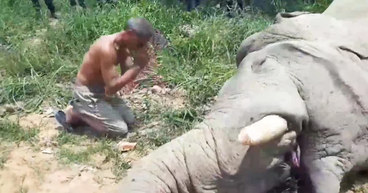 “ไอ้หางด้วน งาเดียว” ช้างป่ามีชื่อ ถูกไฟช็อตล้มแล้ว