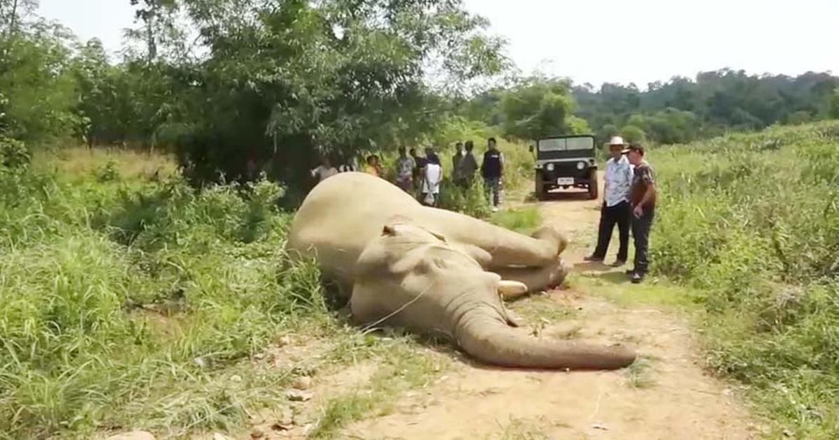 แจ้งจับรองนายกฯ หนองปรือ หลังช้างป่า 2 ตัวถูกไฟช็อตตายคาไร่