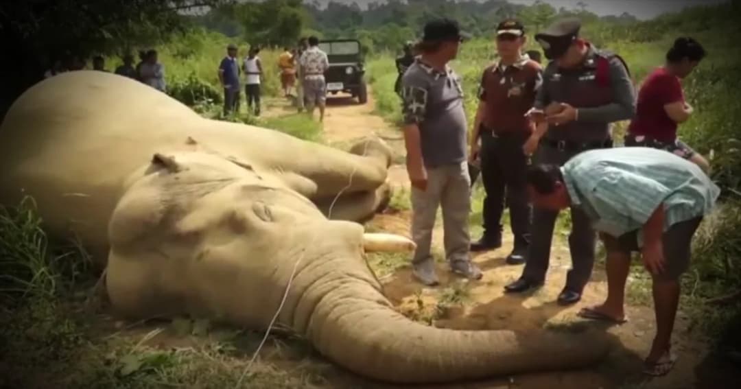 ชาวบ้านร้อง ! วางมาตรการป้องกันไฟฟ้าช็อตช้างป่าล้มเพิ่ม