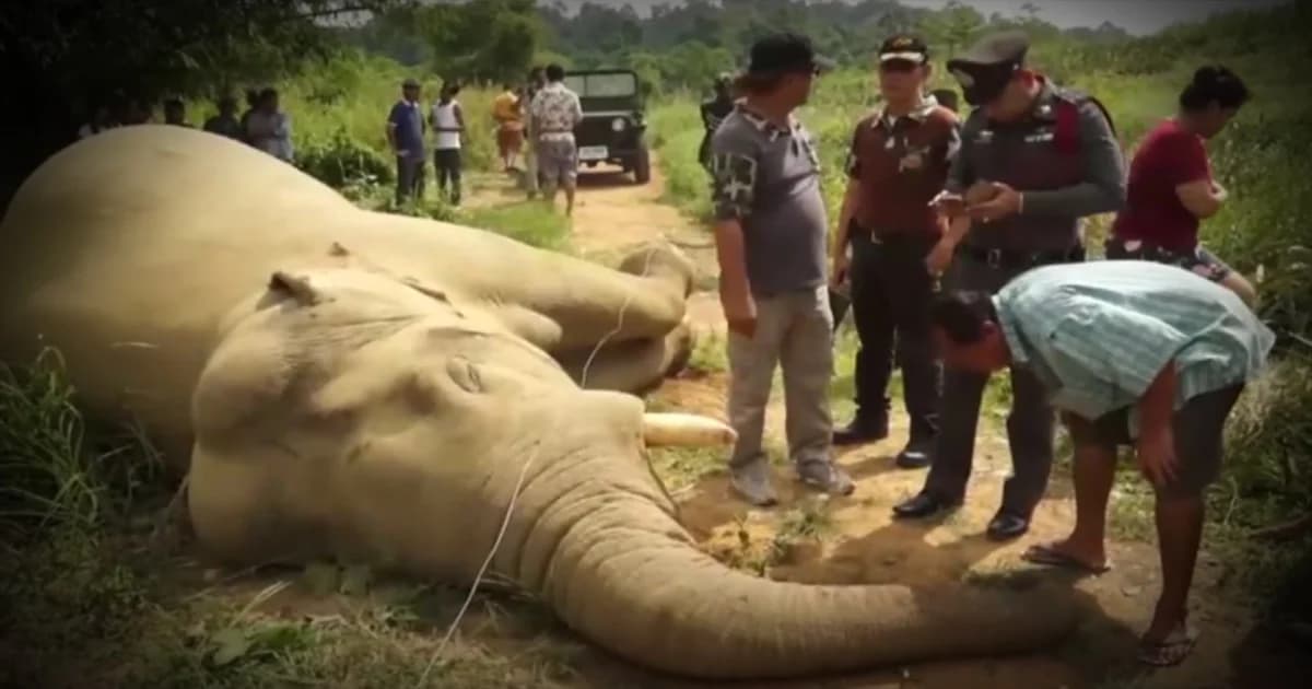 ชาวบ้านร้อง ! วางมาตรการป้องกันไฟฟ้าช็อตช้างป่าล้มเพิ่ม