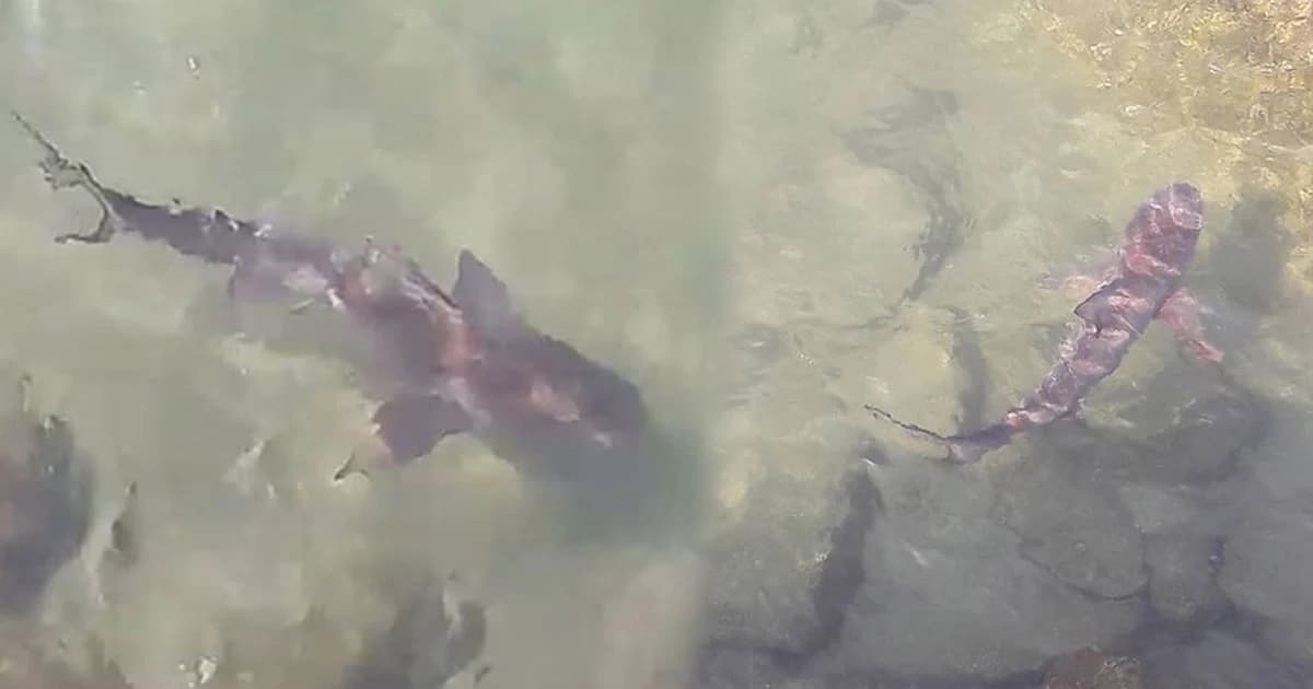 เตือน นทท.ระวัง ฉลามหน้าวัดถ้ำเขาเต่า หัวหิน