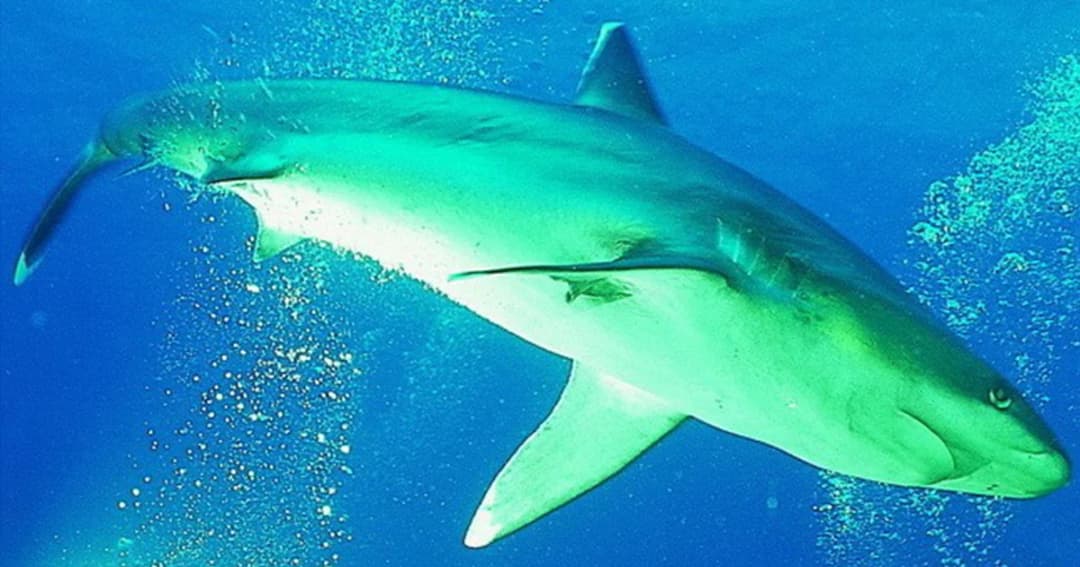 อ.ธรณ์ โพสต์ 11 ข้อ เข้าใจ “ฉลาม”