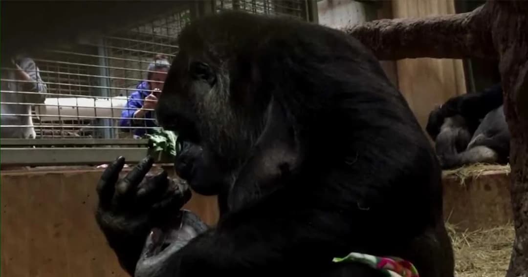 กอริลลาออกลูก ในสวนสัตว์สมิธโซเนียนส์