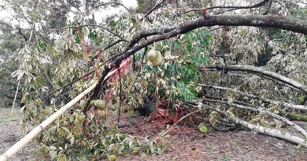 พายุฤดูร้อน พัดถล่มสวนทุเรียนจันทบุรีเสียหาย 110 ไร่