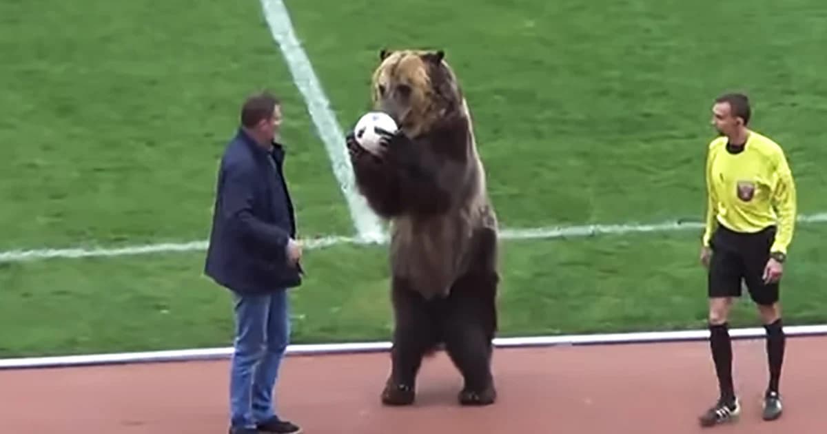ลีกบอลรัสเซีย ใช้ “หมี” ส่งบอลให้ผู้ตัดสินก่อนเริ่มเกม