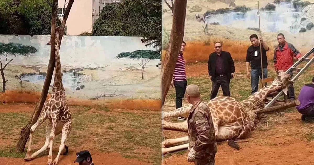 เจ้ายีราฟสุดโชคร้าย เอาหลังถูต้นไม้จนคอติดกิ่งไม้ จนท.พยายามช่วยแต่ไม่รอด
