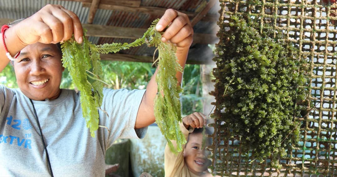 เกษตรกรเพาะเลี้ยง สาหร่ายขนนก-สาหร่ายพวงองุ่น ขายส่งรายได้ดี