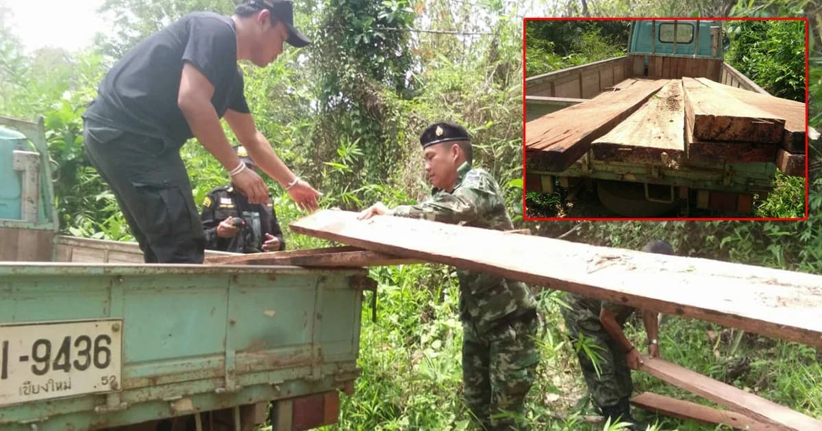 บุกยึด ‘ไม้กระยาเลย’ ถูกลอบตัด ในป่าชุมชน จ.ลำพูน