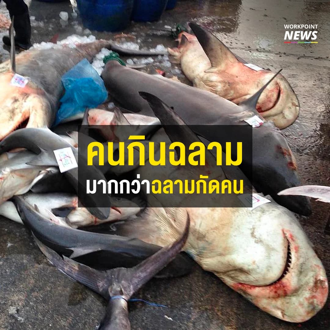 ไทยส่งออกหูฉลามรายใหญ่ของโลก สถานการณ์ฉลามในไทยเข้าขั้นวิกฤต !
