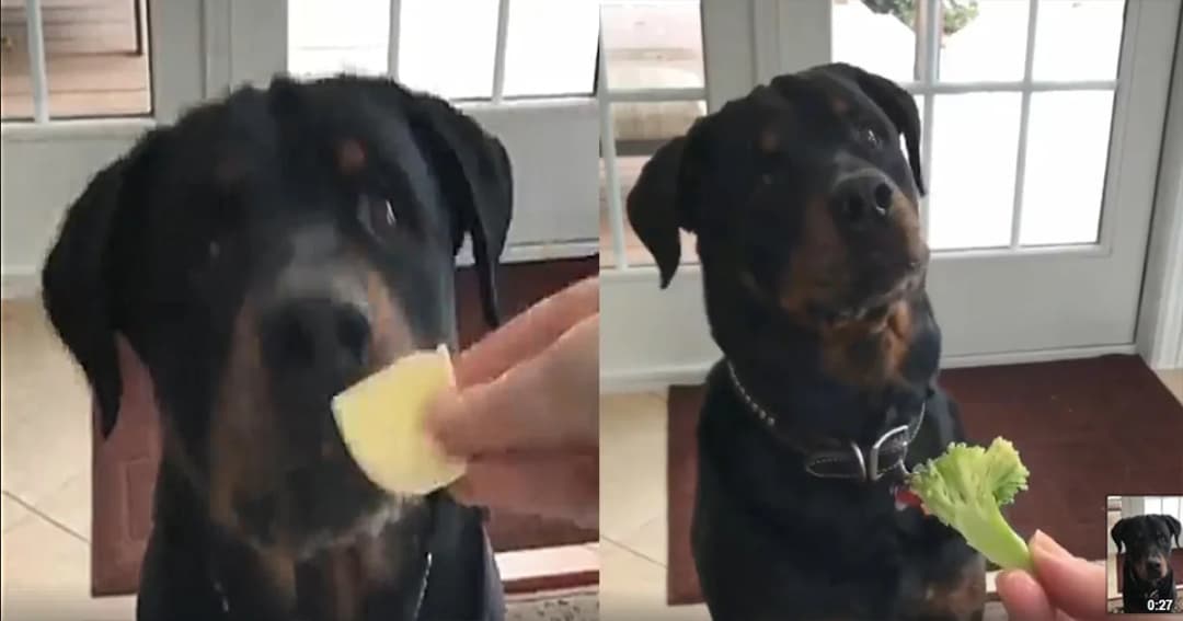 น่ารักที่สุด ! ตูบแสนรู้อ้อนกินชีส เจ้าของยื่นผักให้ถึงกับสะบัดหน้าหนี