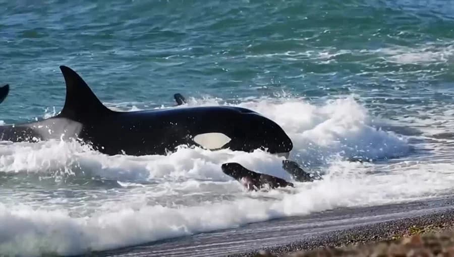 วาฬเพชฌฆาต ล่าสิงโตทะเลบนชายหาด