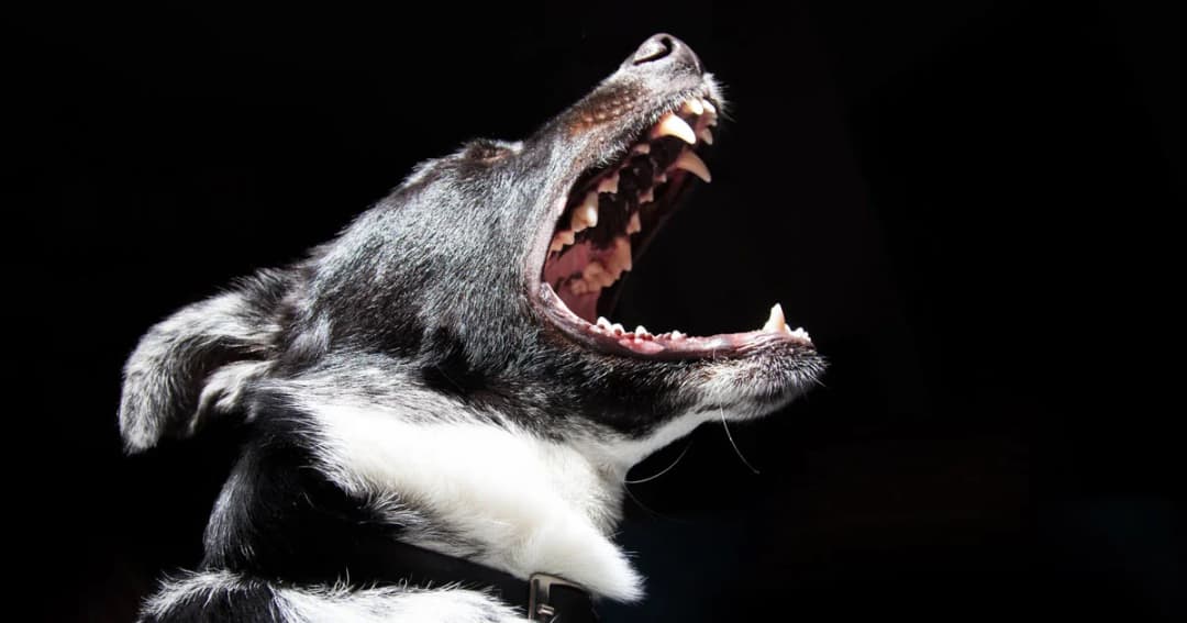 โคราชประกาศ 14 อำเภอ เขตระบาด ‘พิษสุนัขบ้า’ เร่งฉีดวัคซีนต่อเนื่อง