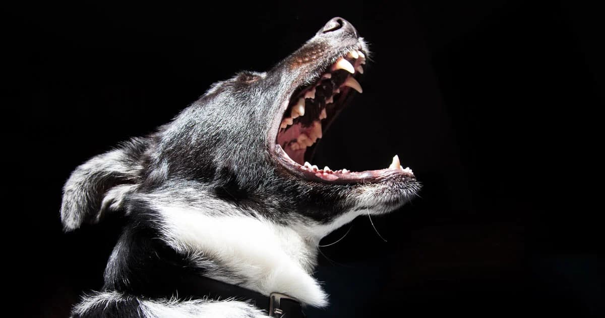 โคราชประกาศ 14 อำเภอ เขตระบาด ‘พิษสุนัขบ้า’ เร่งฉีดวัคซีนต่อเนื่อง