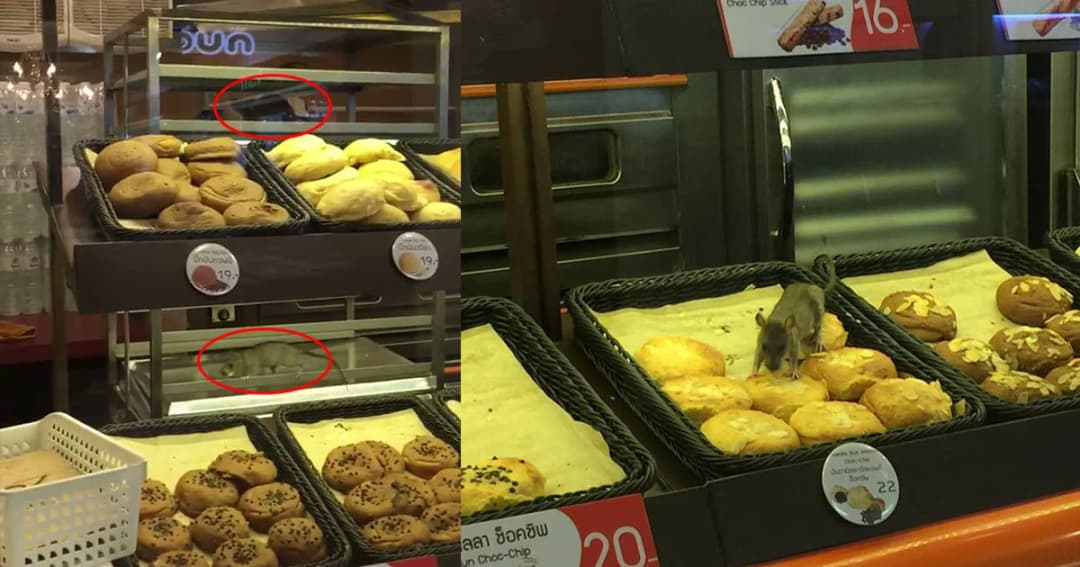 ช็อก ! หนู 2 ตัววิ่งแทะขนมคาตู้โชว์ ร้านเบเกอรี่ บีทีเอสศาลาแดง