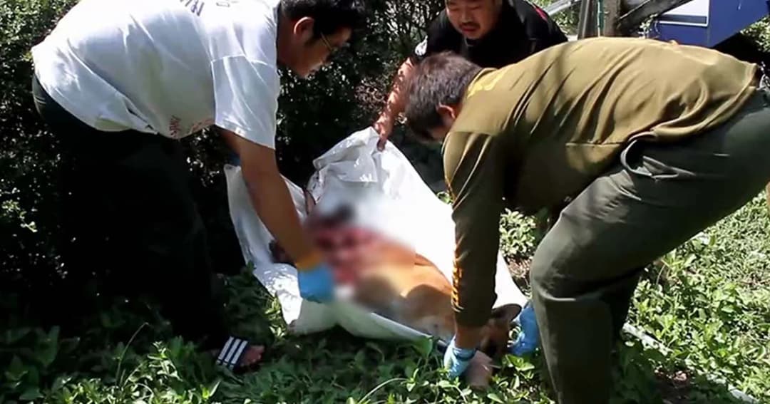 สาวใจบุญ เจอสุนัขถูกถลกหนัังเจ็บหนักหลบในป่า คาดถูกรถบรรทุกทับ