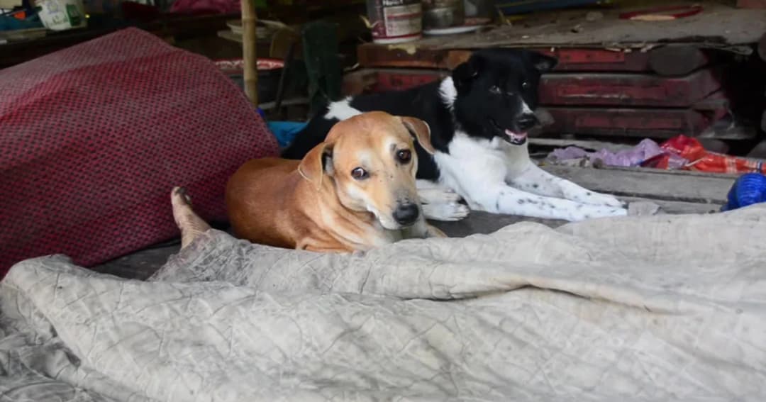 คาดอากาศร้อนจัด! ตาวัย 71 ปี นอนเสียชีวิตในวัด เจ้าตูบคู่ใจนั่งเฝ้าศพไม่ห่าง