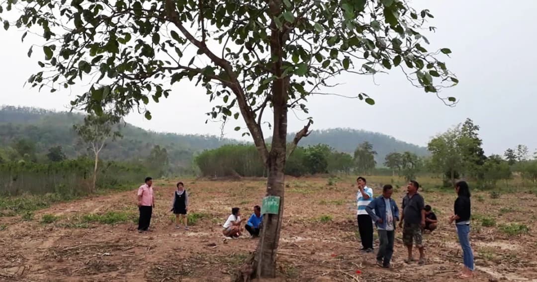 หนุ่มๆ แย่งสุดฤทธิ์ ! ‘ต้นผ่าด้าม’ เชื่อ กินแล้วน้องชายปึ๋งปั๋ง