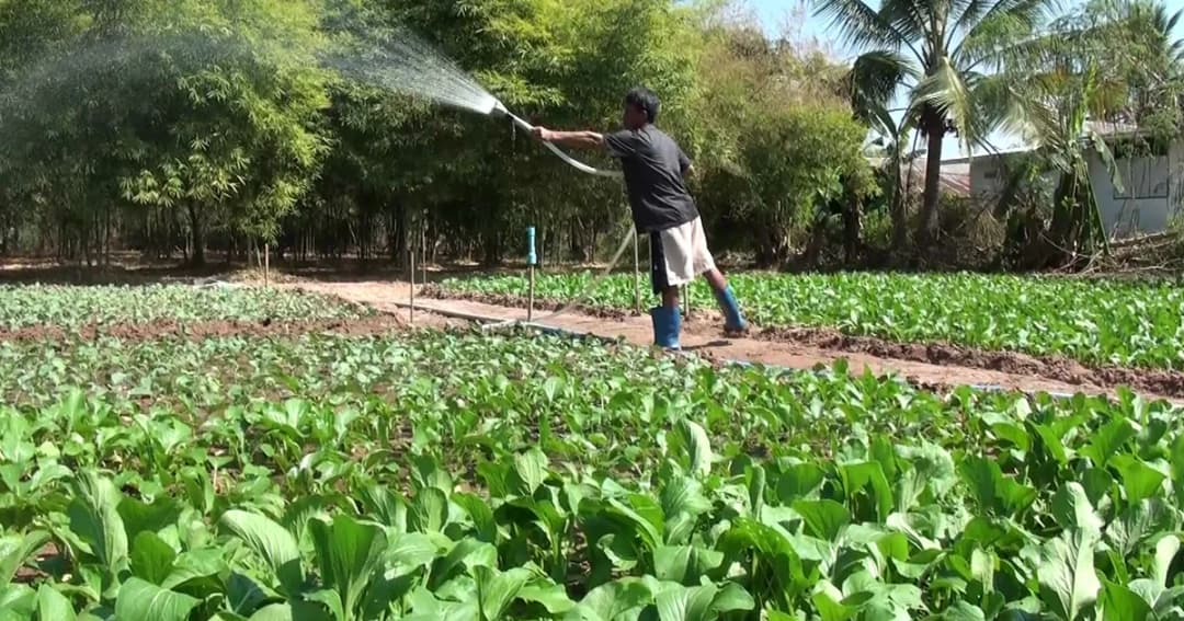 พลิกผืนนาสู้วิกฤตแล้ง ! หันมาปลูกผัก สร้างรายได้นับหมื่นบาท