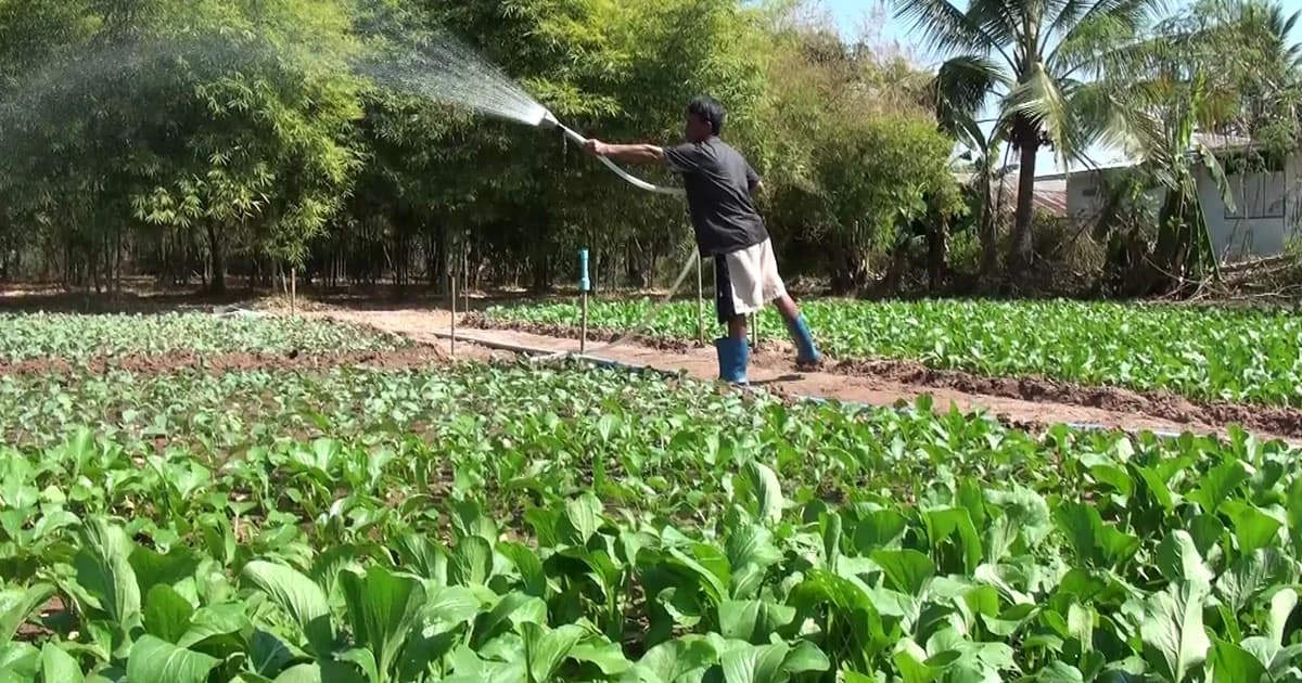 พลิกผืนนาสู้วิกฤตแล้ง ! หันมาปลูกผัก สร้างรายได้นับหมื่นบาท