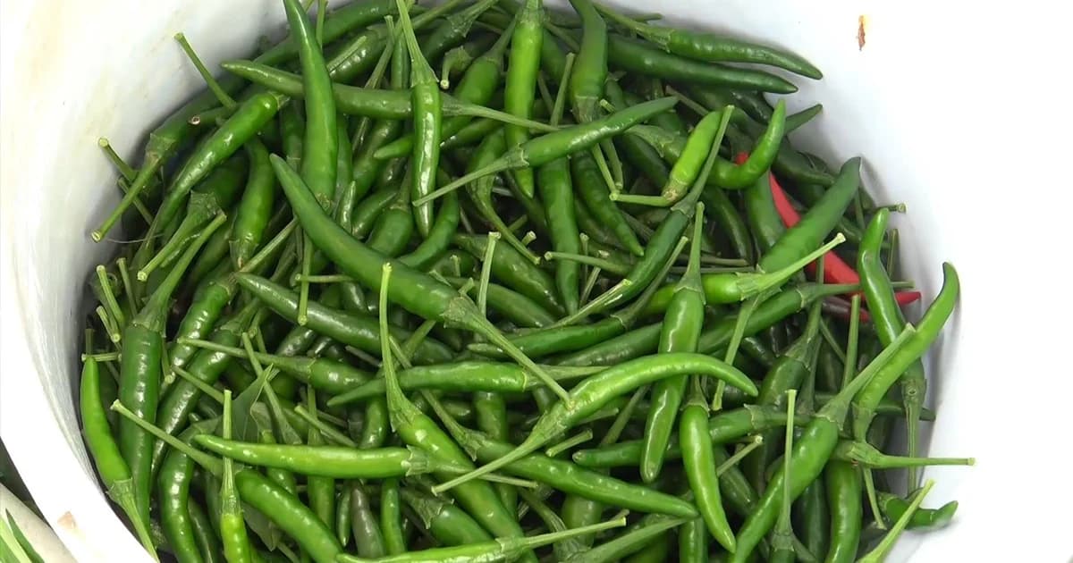 เกษตรกรพลิกผืนนา ปลูก “พริกเขียวมัน” ส่งขายมาเลเซียรายได้งาม