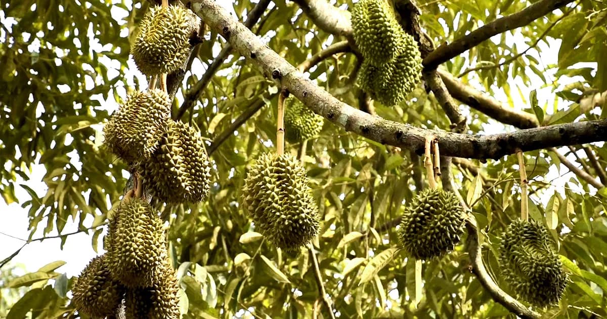 ทุเรียนหลินลับแล เสียบยอดต้นเดิม ออกกว่า 100 ลูก