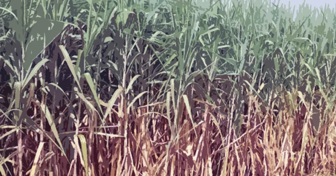 พบศพลุงวัย 68 ตายปริศนากลางป่าอ้อย ญาติเชื่อถูกฆ่าชิงทรัพย์