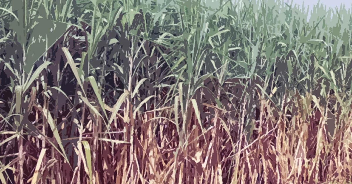 พบศพลุงวัย 68 ตายปริศนากลางป่าอ้อย ญาติเชื่อถูกฆ่าชิงทรัพย์