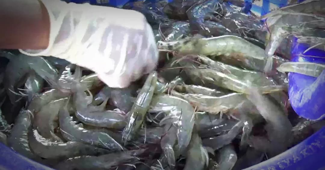 เกษตรกรเตรียมยื่นหนังสือถึงนายกฯ เดือดร้อนหนักราคากุ้งตกต่ำ