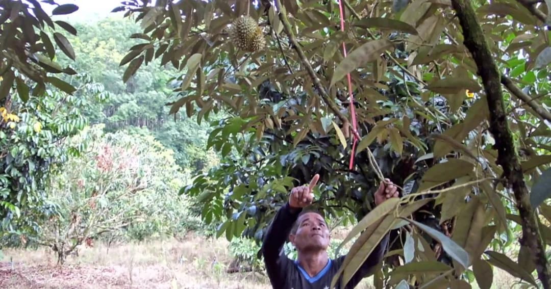 ชาวสวนผวา ! หลังโจรขโมยตัดทุเรียนหมอนทองไปกว่า 300 ลูก