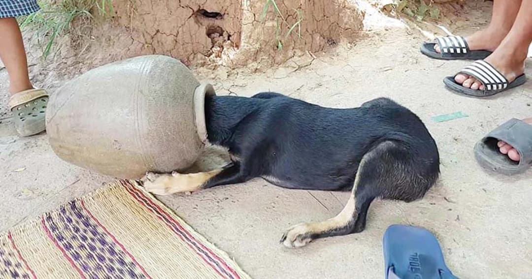 หมาช็อก ! ซนจนหัวติดในไหปลาร้า เอาไม่ออก