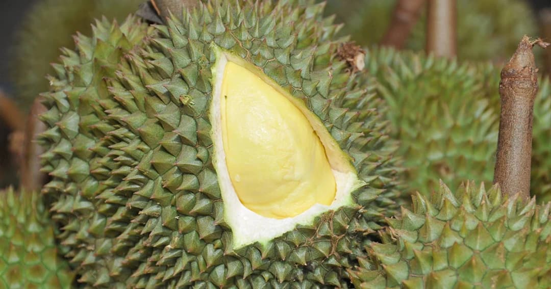 ก.เกษตรฯ คุมเข้มหลอกขายทุเรียนอ่อน โทษจำคุก 3 ปี ปรับ 6 หมื่น