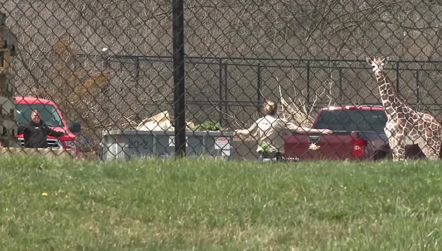 ยีราฟหลุดจากสวนสัตว์ ไล่ต้อนจับกว่า 2 ชม.