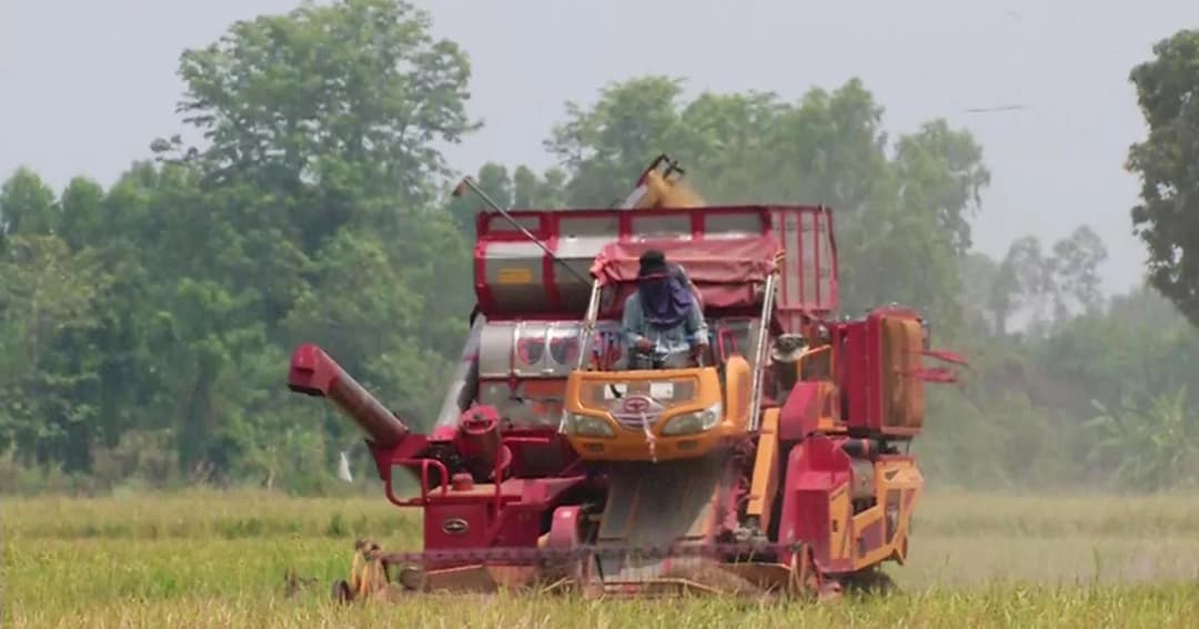ชาวนาพิจิตรยอมขาดทุน เกี่ยวข้าวก่อนกำหนด หนีพายุ