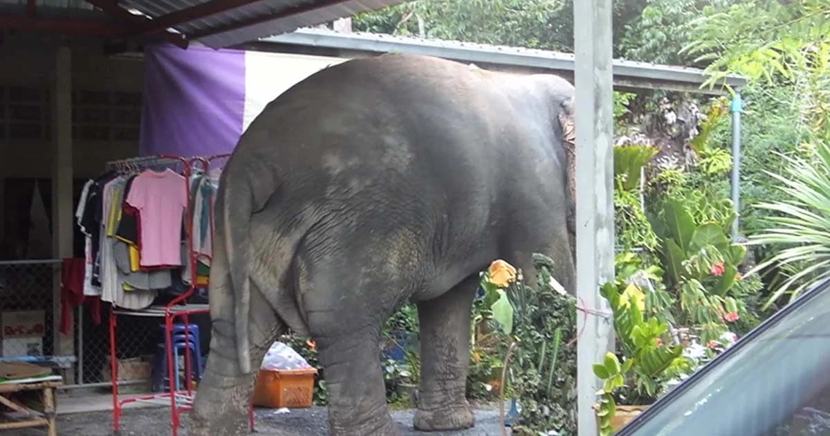 ชาวสวนผวา ! ช้างป่าบุกบ้าน ล้มต้นทุเรียน มะพร้าว