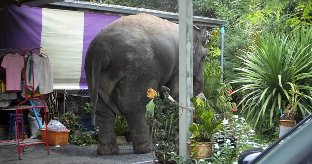 ช้างป่าสีดอแดงบุกบ้าน ล้มต้นทุเรียนกินเสียหาย