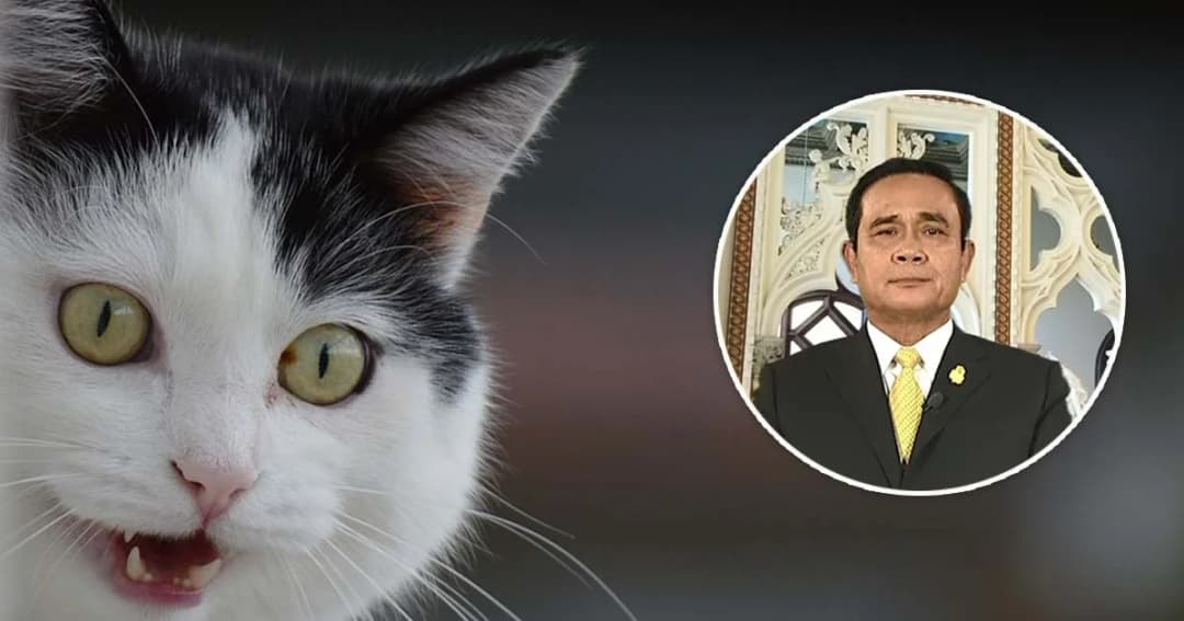 นายกฯ เปรียบนักการเมืองเป็นแมว ไม่เกี่ยงดำ-ขาว แต่ต้องสะอาดถึงจัับหนูได้