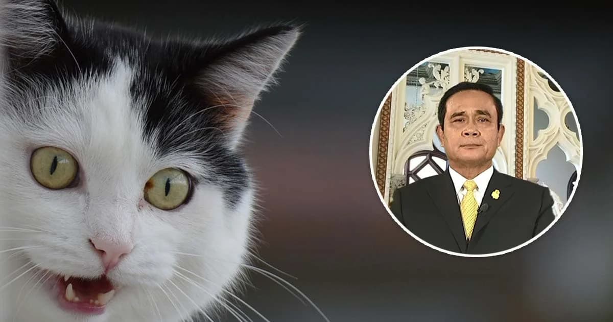 นายกฯ เปรียบนักการเมืองเป็นแมว ไม่เกี่ยงดำ-ขาว แต่ต้องสะอาดถึงจัับหนูได้