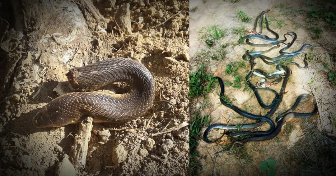 โคตรแม่เบี้ย ! หนุ่มใหญ่ผวา “งูเห่า” 30 ตัว โผล่กลางสวนยาง