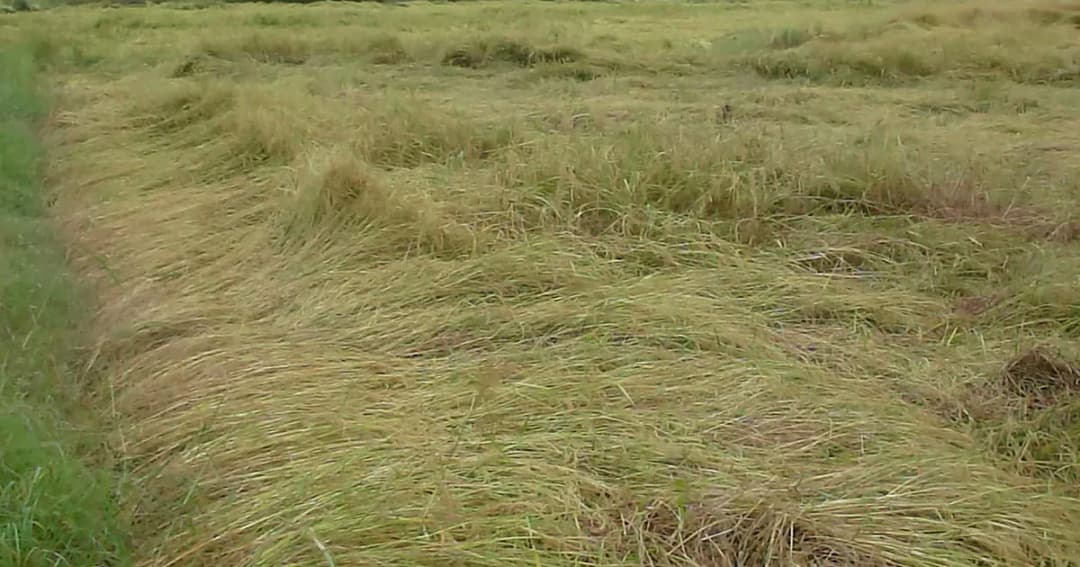 พายุถล่ม ‘ตาก’ ต่อเนื่อง ! ทำนาข้าวจมน้ำกว่า 200 ไร่