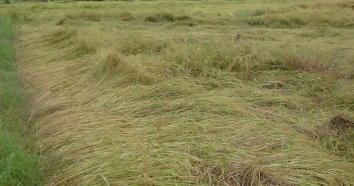 พายุถล่ม ‘ตาก’ ต่อเนื่อง ! ทำนาข้าวจมน้ำกว่า 200 ไร่