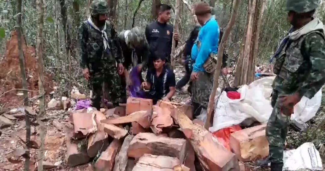 ไล่จับ ‘แก๊งเขมร’ ลอบตัดไม้พะยูง ชายแดนไทย รวบได้ 1 ราย