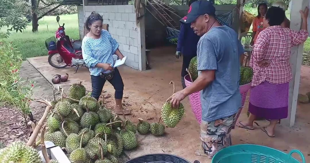 แม่ค้ารับซื้อ ‘ทุเรียนโดนพายุ’ หวังแปรรูป สร้างรายได้ให้ชาวสวน