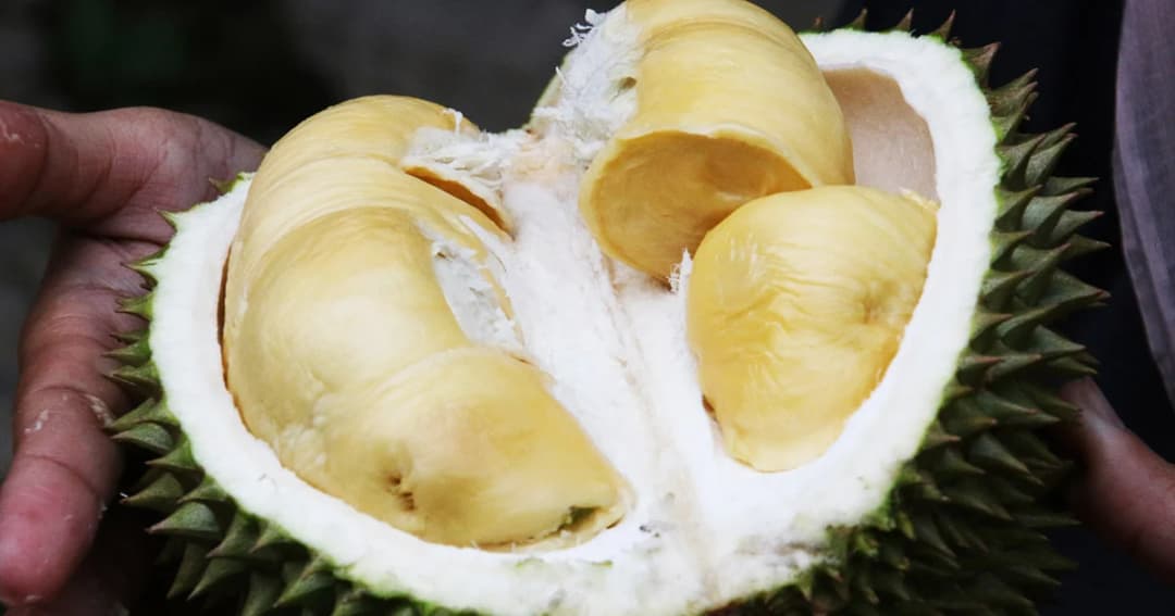 ออสเตรเลียสั่งอพยพวุ่น เหตุได้กลิ่นแก๊สรั่ว ที่แท้ทุเรียนเน่า!