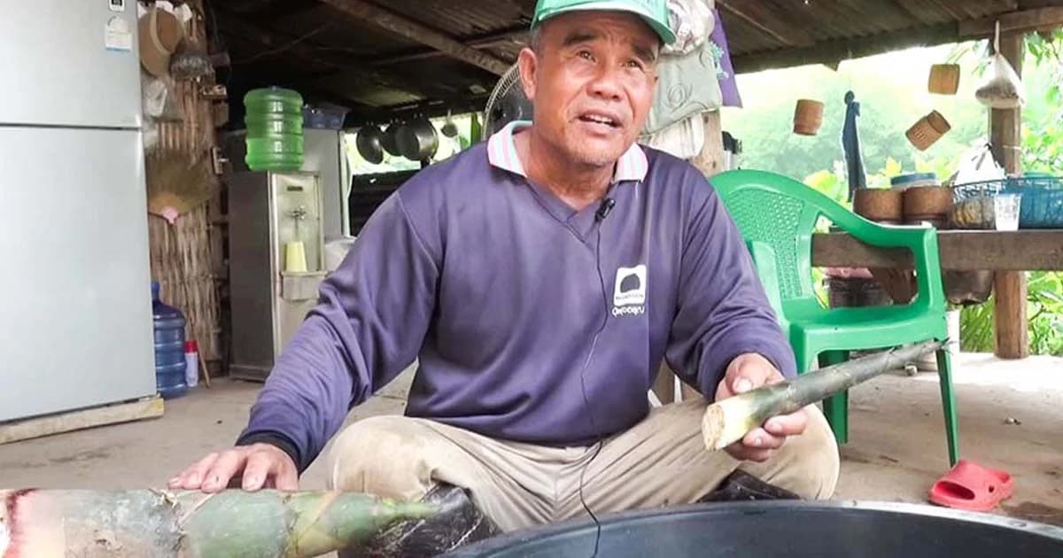 ต้นไผ่เจอฝนดีใจ แตกหน่อเร็ว ขายได้ กก.ละ 50-60 บาท