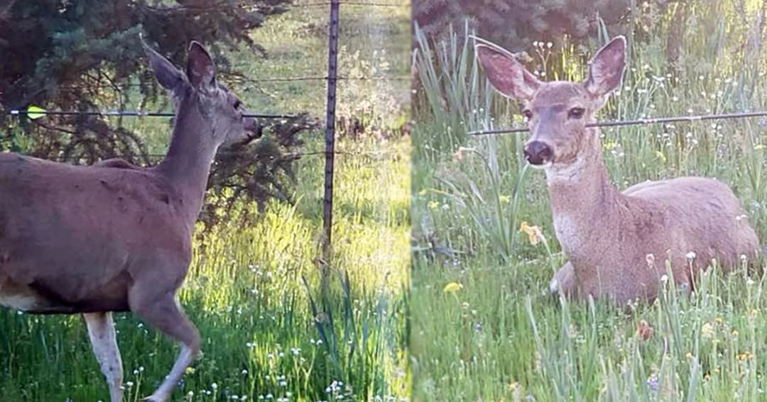 หวาดเสียว ! ลูกธนูคาหัวกวางแต่ยังมีชีวิตอยู่ ตร.มะกันเร่งล่าผู้ก่อเหตุ