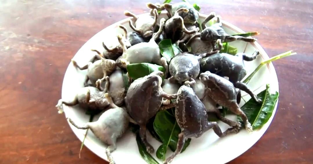 เฮรับต้นฤดูฝน ! ชาวบ้านแห่จับอึ่งอ่างขาย รายได้ดี