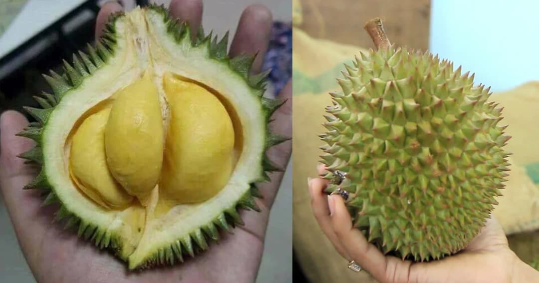 ทุเรียนพวงมณี จิ๋วแต่แจ๋ว