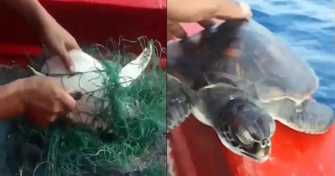 หนุ่มเรืออวนใจดี ช่วยชีวิต “เต่าทะเล” ติดซากตาข่าย